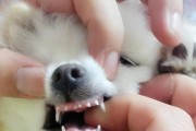 金毛犬换牙期常见病及应对措施（金毛犬换牙期的疾病预防与护理）