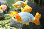 50小缸适合养什么鱼？（发现最适合50小缸的鱼种及其养殖要点）