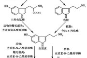 狗狗嗜睡是否要冬眠？解析睡眠受褪黑素和血清素的影响（狗狗的睡眠模式与冬眠的关系）