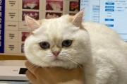 猫感冒的症状及预防方法（探索猫感冒的成因和治疗方式，关注猫咪的健康）