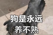 揭秘狗狗咬人的原因与征兆（了解狗狗攻击行为的迹象及预防措施）