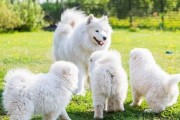 幼犬萨摩耶的营养需求（打造健康活力的宠物生活）
