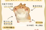 仓鼠的怀孕周期与繁殖特点（了解仓鼠的生育周期及其繁殖习性，为正确繁殖提供指导）