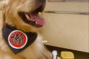 如何解决狗狗严重脱毛问题（了解狗狗脱毛原因及正确的护理方法）