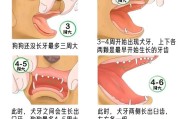 狗狗的年龄对照表（揭秘狗狗的年龄与人类的对比，了解不同体型狗狗的成长速度）