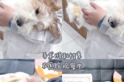 公狗绝育后多久可以洗澡？（绝育后清洁需注意的事项）