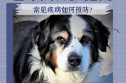 老年犬身体不好也要运动，保持健康的5种适合运动（-老年犬、运动、健康）