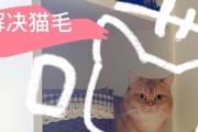 如何减少猫咪掉毛问题？（两种方法帮助你解决猫咪掉毛困扰）