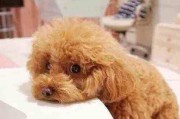 泰迪犬的饮食习惯与健康饮食（了解泰迪犬的主要食物和饮食要点，让你的宠物保持健康和活力）