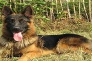 如何正确饲养德国牧羊犬（德国牧羊犬饲养技巧与注意事项）