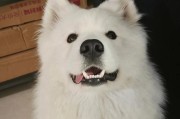 探秘萨摩犬（了解萨摩犬的特点及其与人类的深厚情感纽带）