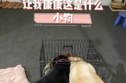 狗到楼上的预兆，猜猜是什么？（解密狗的神秘预知能力）