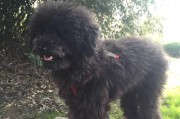 狗狗脱胎毛的周期与注意事项（了解狗狗脱胎毛的时间和护理方法，让毛孩健康美丽一生）