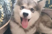 狗为何抗拒亲人？（探索狗狗对亲人抗拒的原因与解决方法）