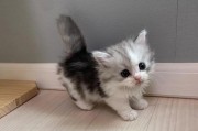 探寻2个月大猫咪的奇妙世界（从童心未泯到小小主宰，揭秘2个月大猫咪的日常生活）