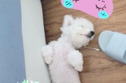狗打完疫苗后多久喂食？（科学喂食，宠物健康保障）