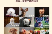 探讨泰迪犬的标准体重（揭秘泰迪犬的健康体重范围）