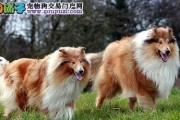 苏格兰牧羊犬的饲养指南（打造一只健康、快乐的苏牧伙伴）