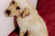 如何处理拉布拉多犬拉肚子问题（宠物健康必修，常见症状解决方案）