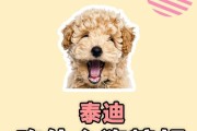如何避免泰迪狗掉色问题（掉色原因分析与正确的喂养方法）