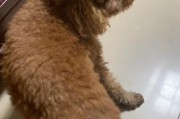 狗狗抽搐（探讨狗狗抽搐的症状和常见疾病，以及相应的处理方法）