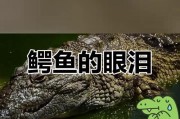鳄鱼为何会流泪？解读鳄鱼的“眼泪之谜”（探索鳄鱼流泪的原因及其意义）