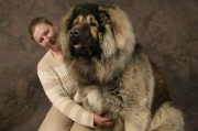 高加索犬幼犬为何会剪掉耳朵？（解析高加索犬耳朵被剪的原因及影响）