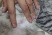 如何观察猫咪是否怀孕？（教你几种方法来判断猫咪是否怀孕）