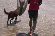 爱吃鱼的狗狗——一窥狗狗对鱼类美食的钟爱之情（探索狗狗为何如此喜欢吃鱼，鱼类对其健康的益处）