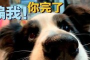 狗时是什么时（探究狗时的意义与特征）