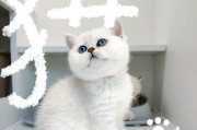 猫喜欢吃什么蔬菜？（一份健康饮食的秘诀，为您的猫添加蔬菜。）