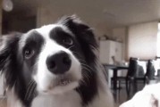 银狐犬养殖注意事项（关爱银狐犬，打造幸福家庭）