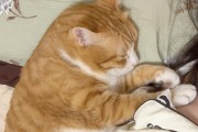 最不受喜爱的猫品种（探索令人厌恶的猫的特点与原因）