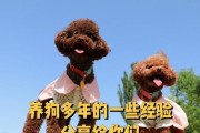 泰迪狗粮喂食指南（小泰迪的饲养注意事项及合理的饮食量）