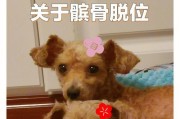 狗髌骨的保健与注意事项（了解你爱犬的髌骨问题并给予适当的保护与关爱）