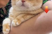 小奶猫需要何时进行驱虫？（宠物养护知识——小奶猫驱虫时间安排及注意事项）