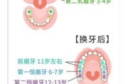 英国银兔的饲养方法（一只健康快乐的银兔需要这些）