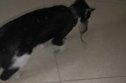 猫类天生的捕鼠本能（探索猫的捕鼠技巧与优势）