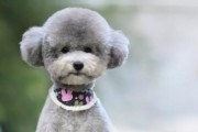 泰迪犬毛色浅的原因及特点（解析泰迪犬浅色毛发的遗传机制和外部因素影响）