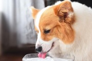 揭秘柯基犬食欲不振的原因与应对方法（以宠物为主，让爱犬健康快乐生活）
