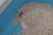 驱虫后猫咪为何会出现呕吐现象？（了解猫咪驱虫后呕吐的原因及应对方法）