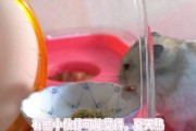 仓鼠夏天洗澡频率，如何合理安排？（保持仓鼠洁净与健康，为仓鼠制定夏季洗澡计划）