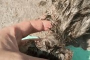 小猫身上的跳蚤（小猫的常见寄生虫——跳蚤，关注你的宠物健康）