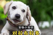 拉布拉多的健康膳食（探索拉布拉多犬适合食用的蔬菜水果，保持它们健康与活力）