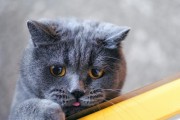 奇特的无体味猫——闻香猫（揭秘天生无体味的小家伙，为什么它们没有猫的气味？）