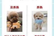 养泰迪需要注意的几个事项（以泰迪舔人很脏？）