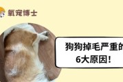 狗狗全方位掉毛的原因与解决方法（揭秘狗狗掉毛原因，为你提供全面掉毛解决方案）