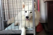 以银狐串萨摩能生出什么（混血犬的奇妙结合及其特点）