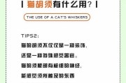 猫咪的饮食习性解析（探究猫咪的食物选择、进食习惯以及饮水习惯）