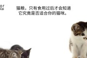 为什么猫会吃小猫？（探究猫族群中食物链的现象与原因）